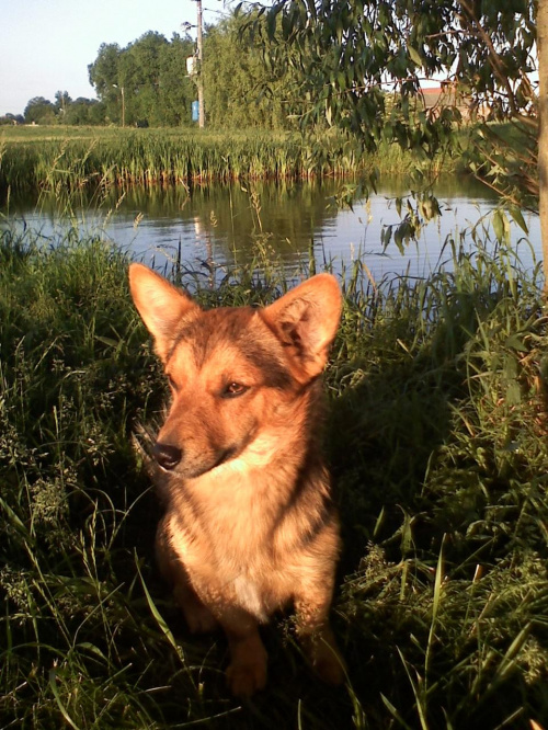 Cezar w promieniach słońca,,,, #psy