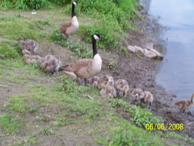 Ruhr 06.06.08