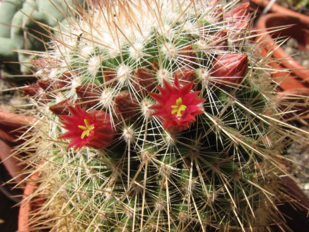 Mammillaria bella