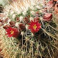 Mammillaria bella