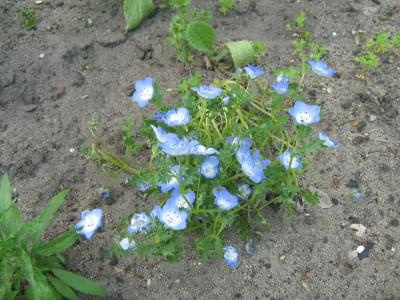 niebieskie piękności #kwiaty #ogródek