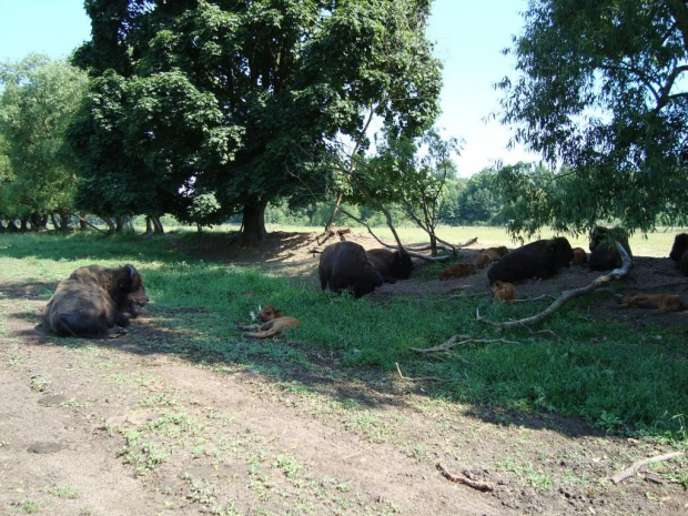 KUROZWĘKI - Bizony