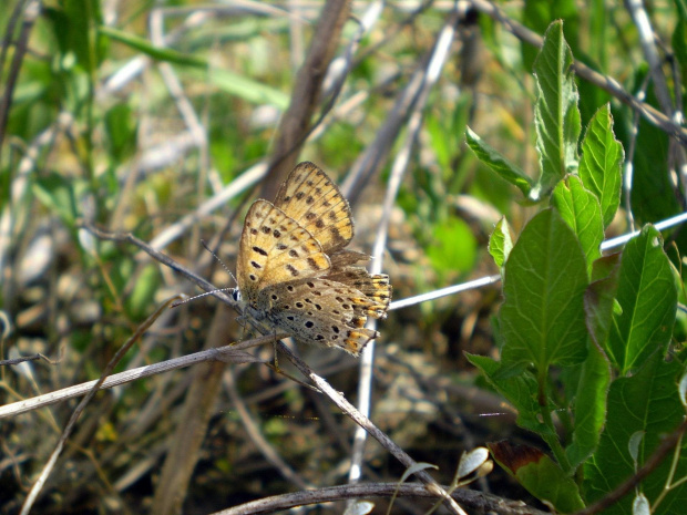 Czerwończyk uroczek - Lycaena tityrus . Data : 30.05.2008. Miejscowość : Piaski Wielkopolskie .