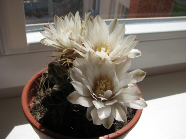 Gymocalycium capillaense