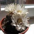 Gymocalycium capillaense