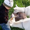 KOZY KOZY ZOSTAWCIE MOJą KURTECZKę