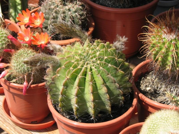 echinopsis obrepanda