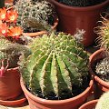 echinopsis obrepanda