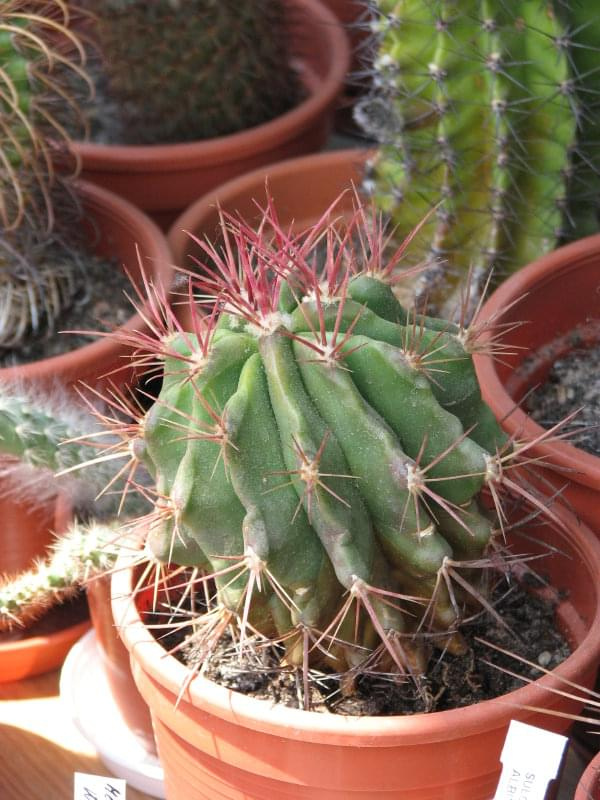 ferocatus stainesii