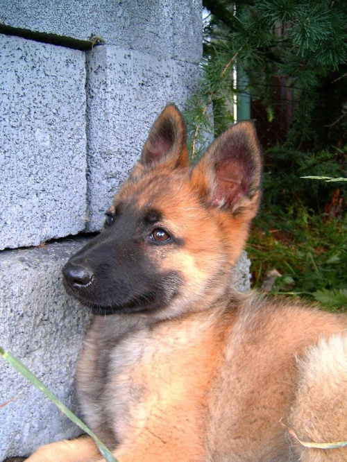 Mój nowy piesek rasowy jest to Owczarek Niemiecki #pies #piesek #szczeniak #rodowód #rasa #rasowy #OwczarekNiemiecki #mlody #dog #suczka