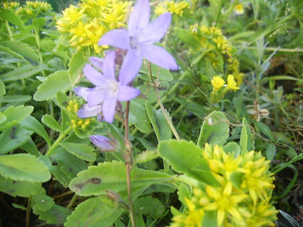 dzwonki 18 czerwca 2008