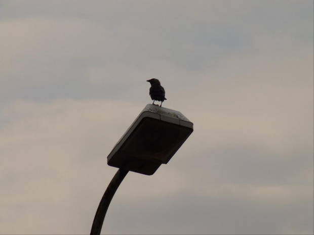 Wejherowo. Te ptaki zawsze mnie prześladują. Chciałbym napisać jakiś wiersz no ale niestety nic nie mogę wyskrobać:( #WejherowoKruki