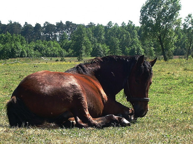 zmęczony #koń #konie