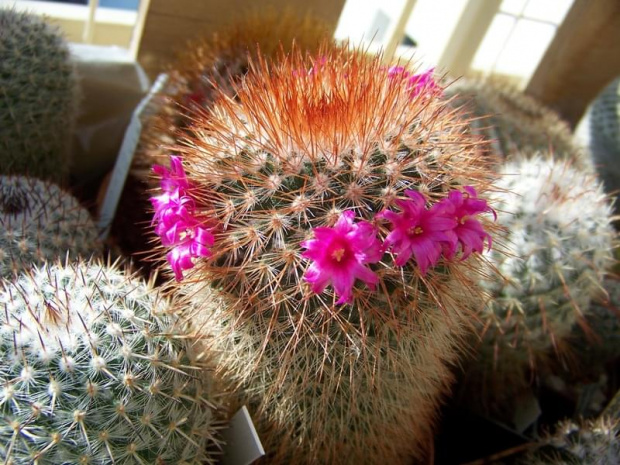 Mammillaria spinosissima