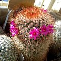 Mammillaria spinosissima