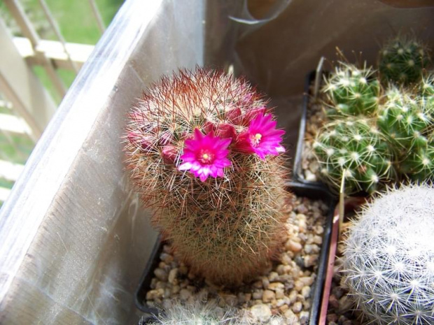 Mammillaria spinosissima