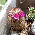 Mammillaria spinosissima