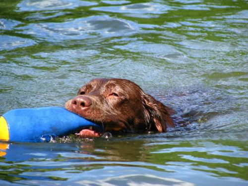 Hexa i Neska #Labrador