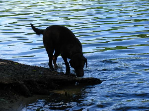 Hexa i Neska #Labrador