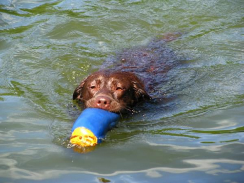 Hexa i Neska #Labrador