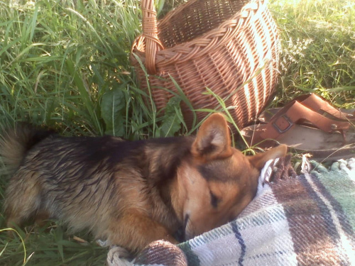 Cezar na pikniku:)) #psy