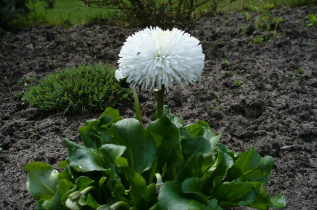 Stokrotka #Rośliny #ogród #fauna #flora #kwiaty #wiosna #lato