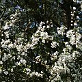 Mirabelka #Rośliny #ogród #fauna #flora #kwiaty #wiosna #lato