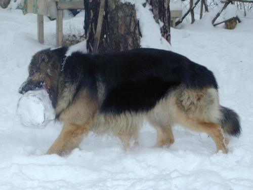 #Pies #pieseczek #OwczarekNiemiecki #zima #pieniek #sierść #rasowy