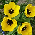 Tulipany #roślina #las #ogród #kwiaty #botanika #przyroda