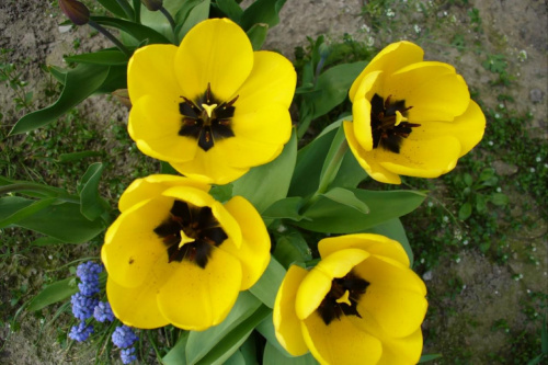 Tulipany #roślina #las #ogród #kwiaty #botanika #przyroda
