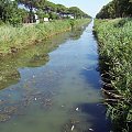 Martwe ryby.Kanał rzeczny przy Via Appia niedaleko Terraciny #appia #martwe #ryby #terracina