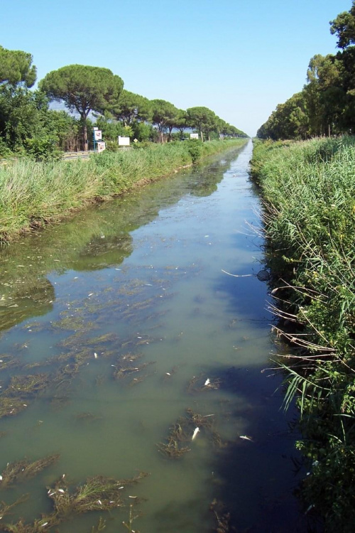 Martwe ryby.Kanał rzeczny przy Via Appia niedaleko Terraciny #appia #martwe #ryby #terracina