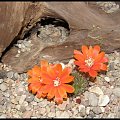 333.Rebutia cajasensis