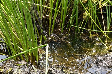 Bagno #bagno #przyroda #rośliny #błoto #woda