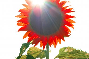 słonecznik #natura #kwitek #kwiaty #las #park #przyroda #wiosna