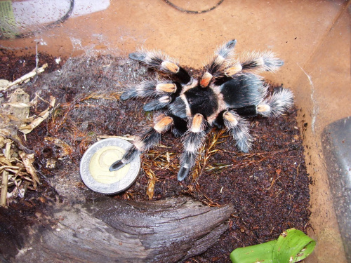 B. smithi (Lewisa)