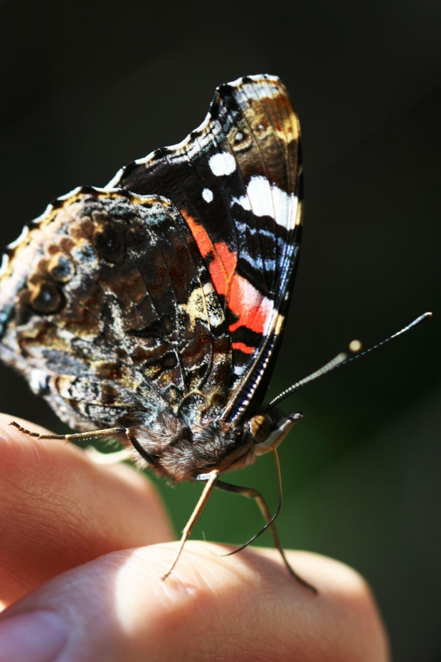 Rusałka admirał (Vanessa atalanta) #makro