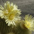 Notocactus leninghausii