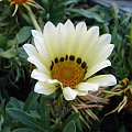 Gazania