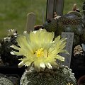 Astrophytum asterias cv supercabuto