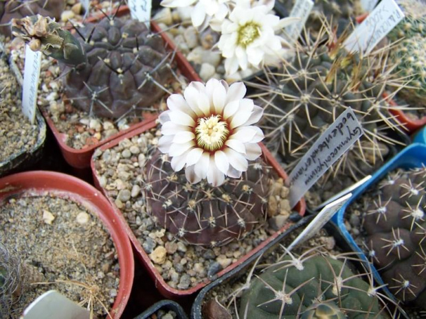 Gymnocalycium bedenbenderianum