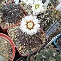 Gymnocalycium bedenbenderianum