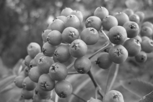 Jarzębina (wersja czarno-biała) #jarzębina #drzewa #ogród #rośliny #natura #przyroda