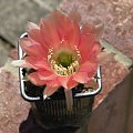 Echinopsis sp.