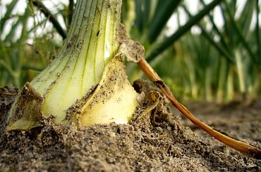 Ot zwykła cebula :-) #cebula #ogród #działa #warzywa #rośliny