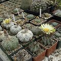 Astrophytum