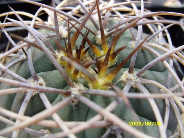 Gymnocalycium cardenasianum