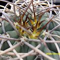 Gymnocalycium cardenasianum