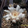 Gymnocalycium quehlianum