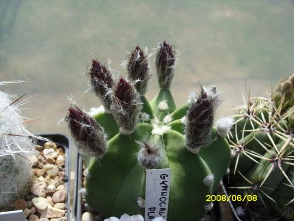 Echinocactus subinermis